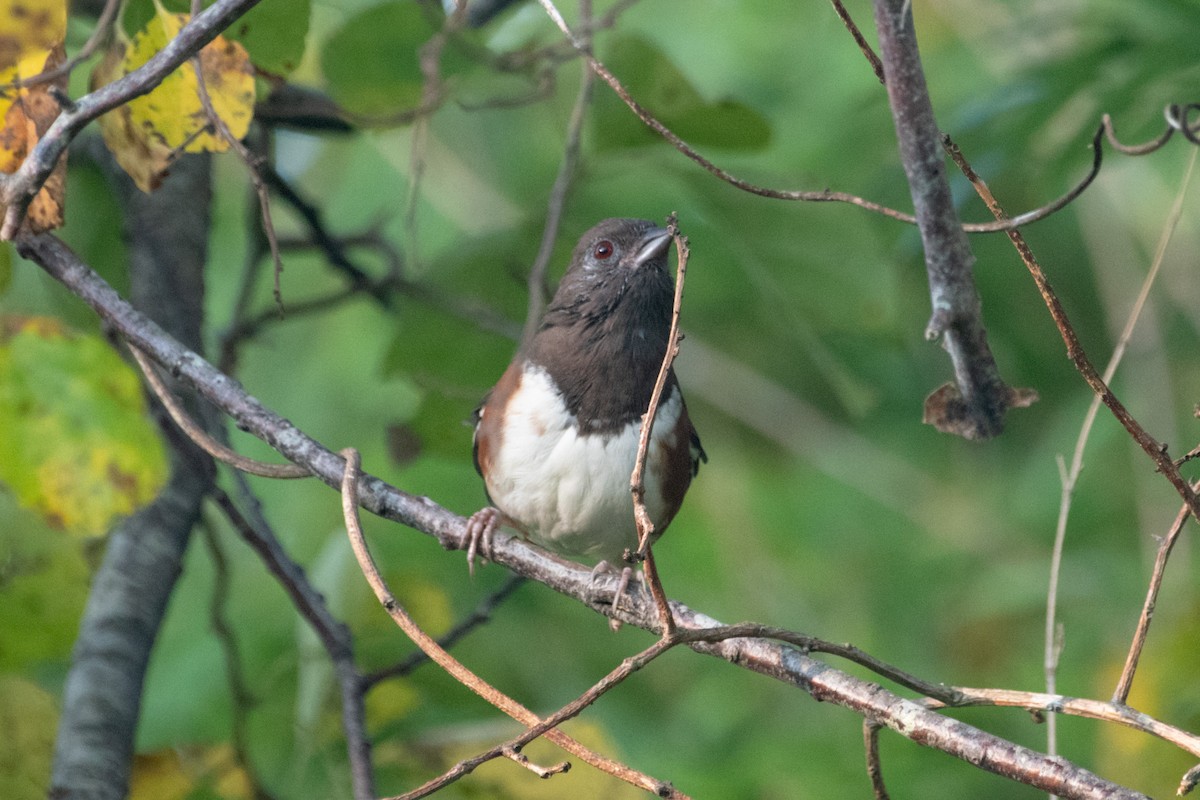 Eastern Towhee - ML623731901