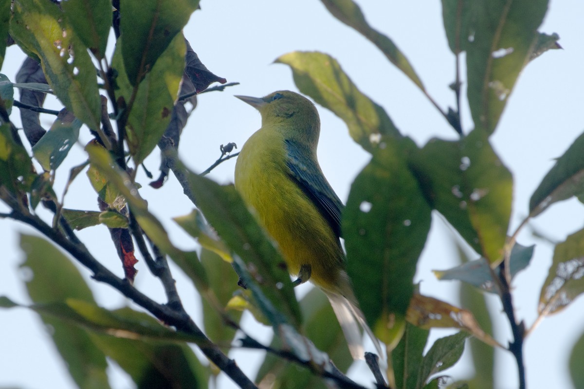 Blue-winged Warbler - ML623731913