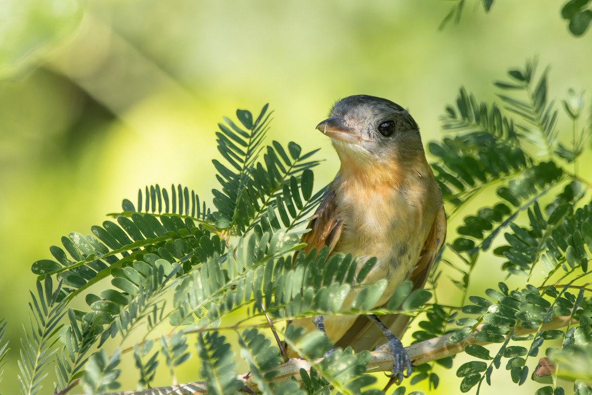 Rose-throated Becard - ML623731916