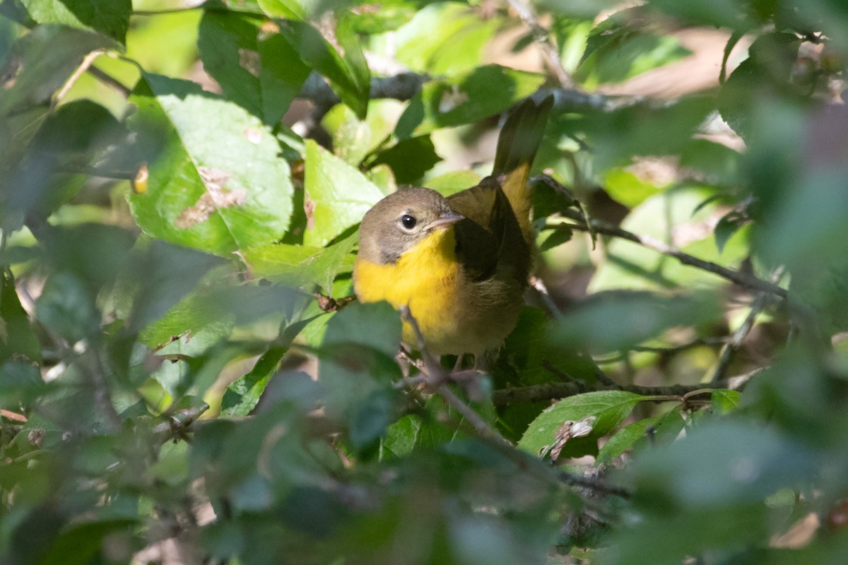 Common Yellowthroat - ML623731923