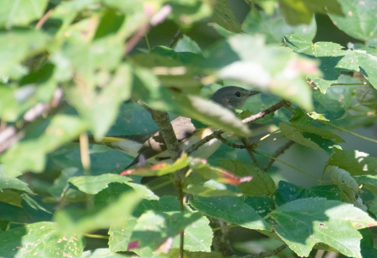 American Redstart - James Hatfield