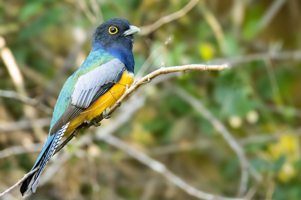 Gartered Violaceous Trogon - ML623731943