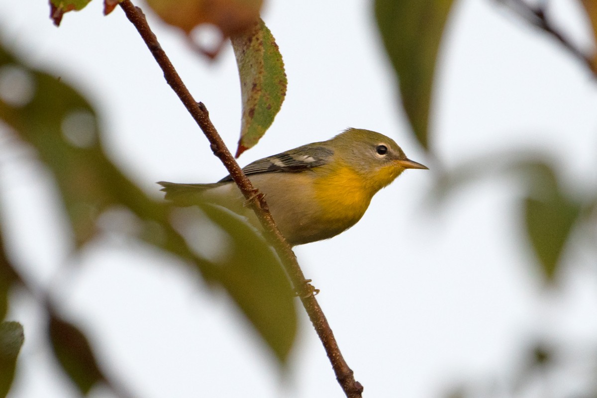 Northern Parula - ML623731944