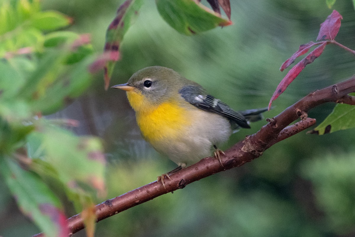 Northern Parula - ML623731945