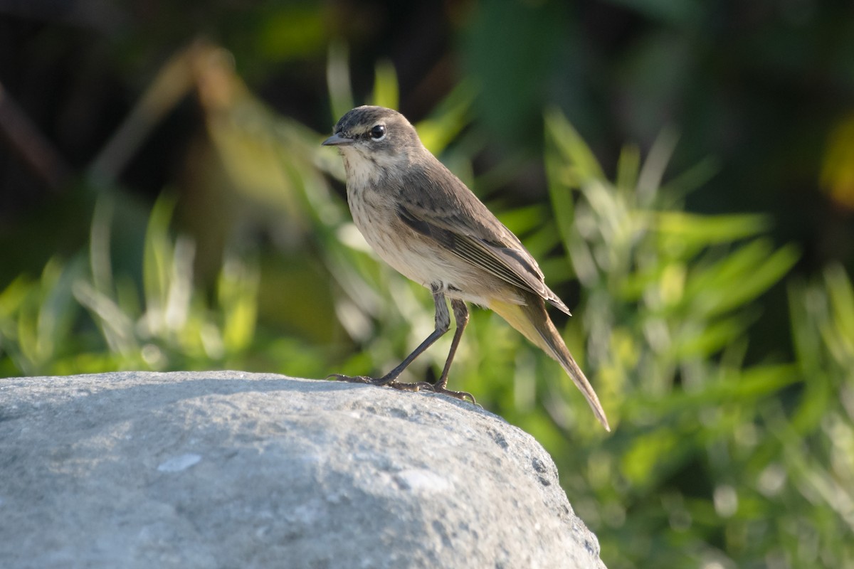 Palm Warbler - ML623731949