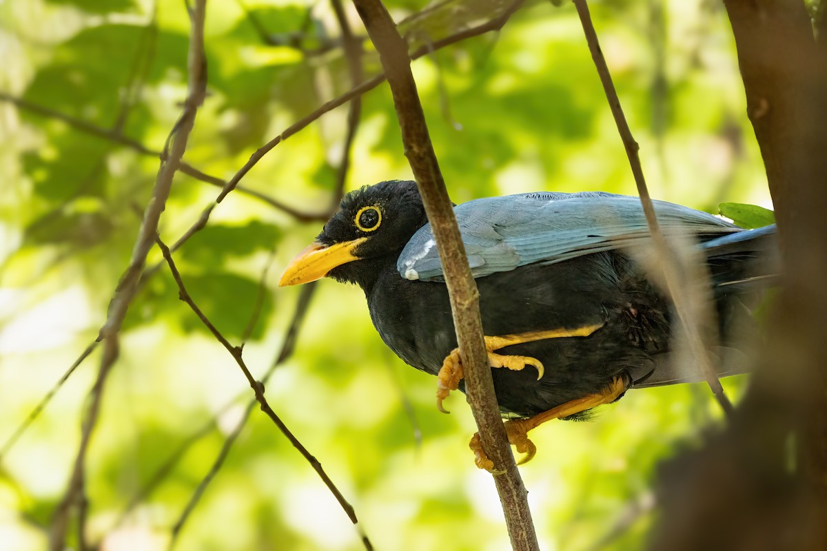 Yucatan Jay - ML623731960