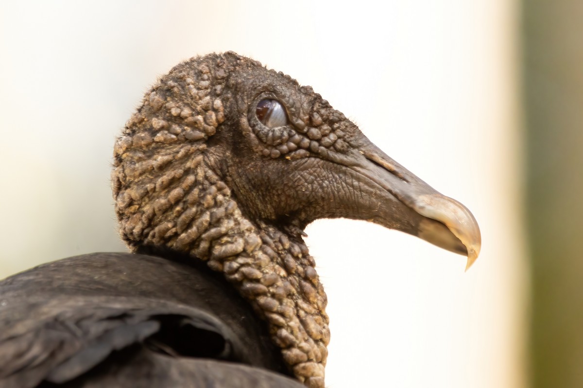 Black Vulture - ML623731977
