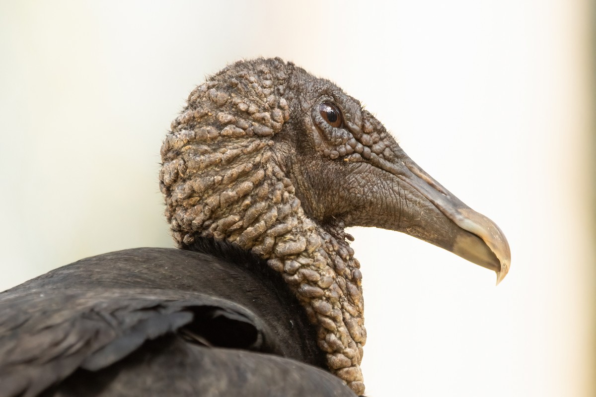 Black Vulture - ML623731978