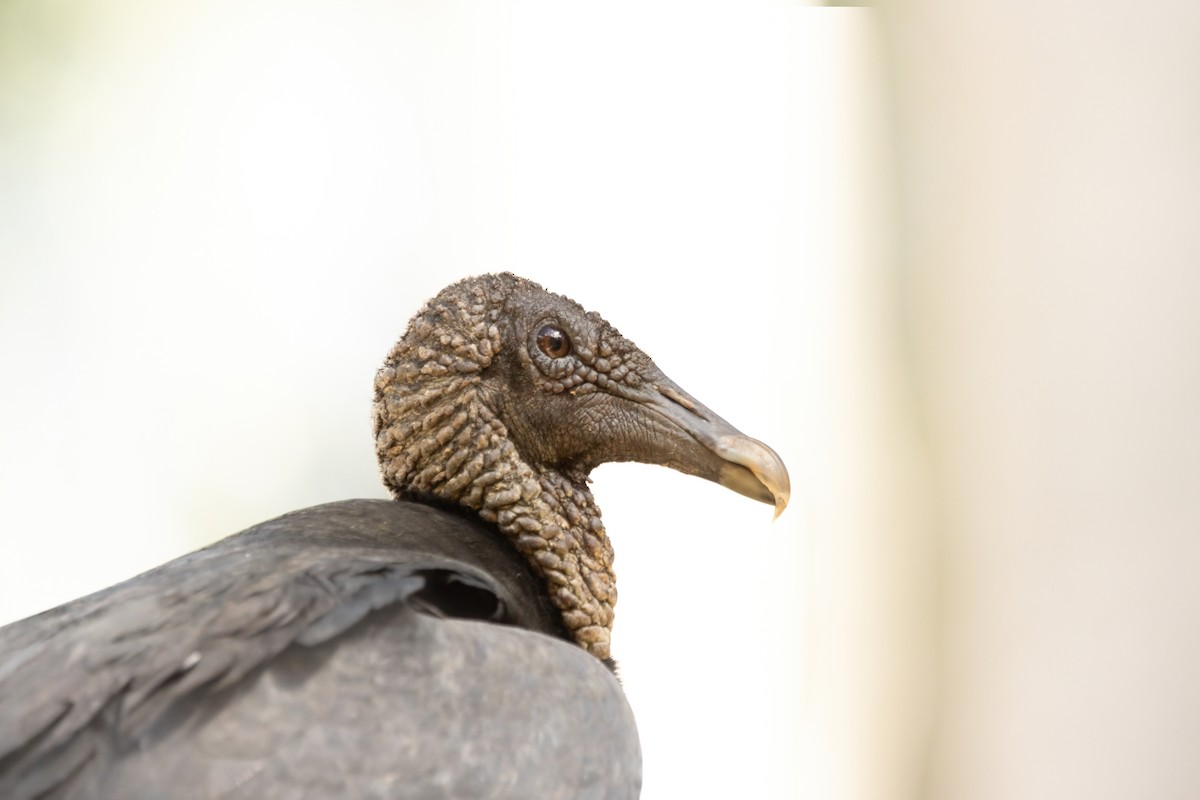 Black Vulture - ML623731980