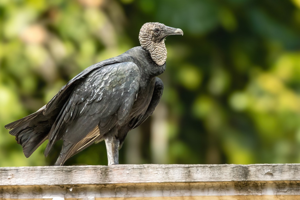 Black Vulture - ML623731981