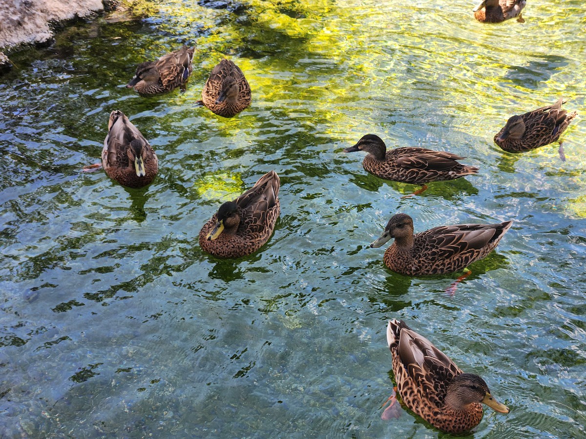 Mallard x Hawaiian Duck (hybrid) - ML623731986