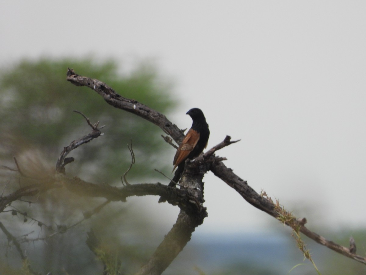 Black Coucal - ML623732008