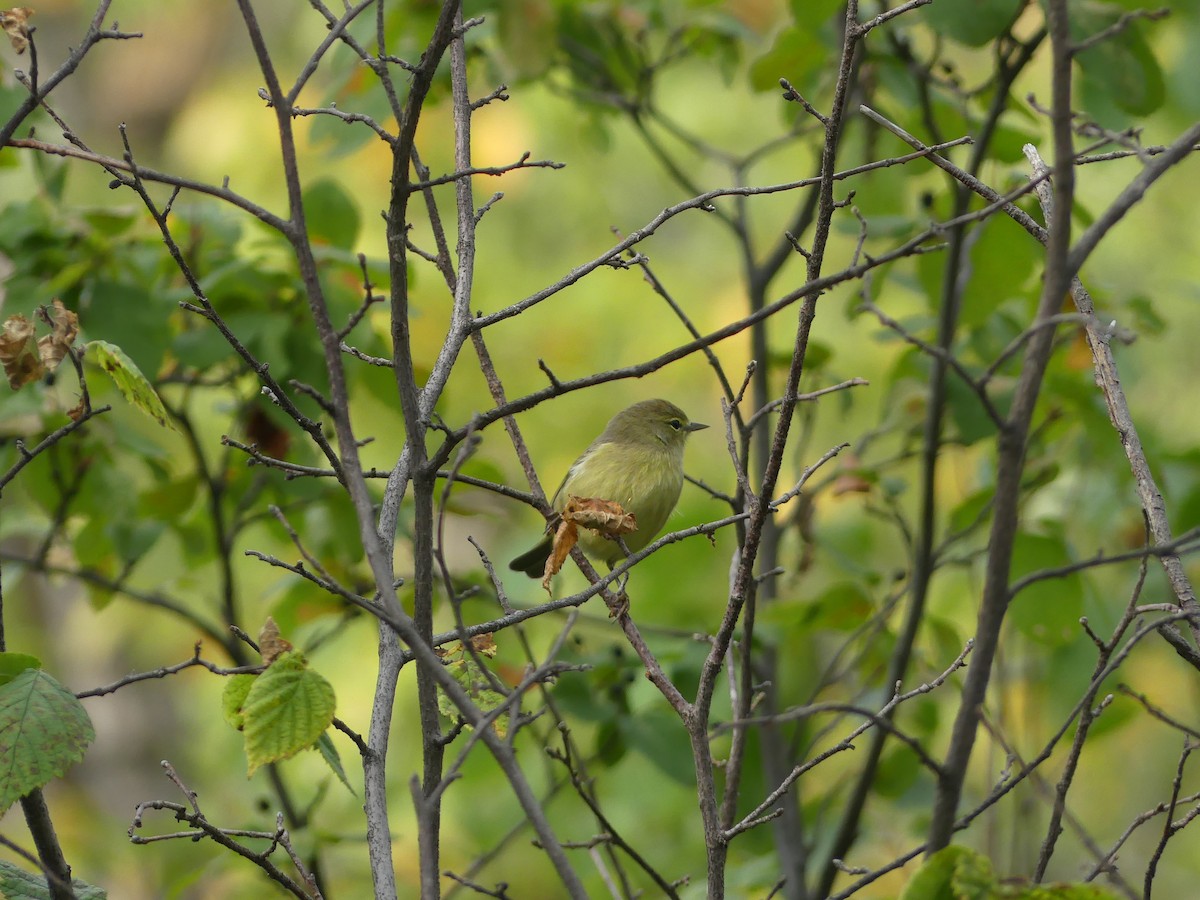 Orange-crowned Warbler - ML623732028