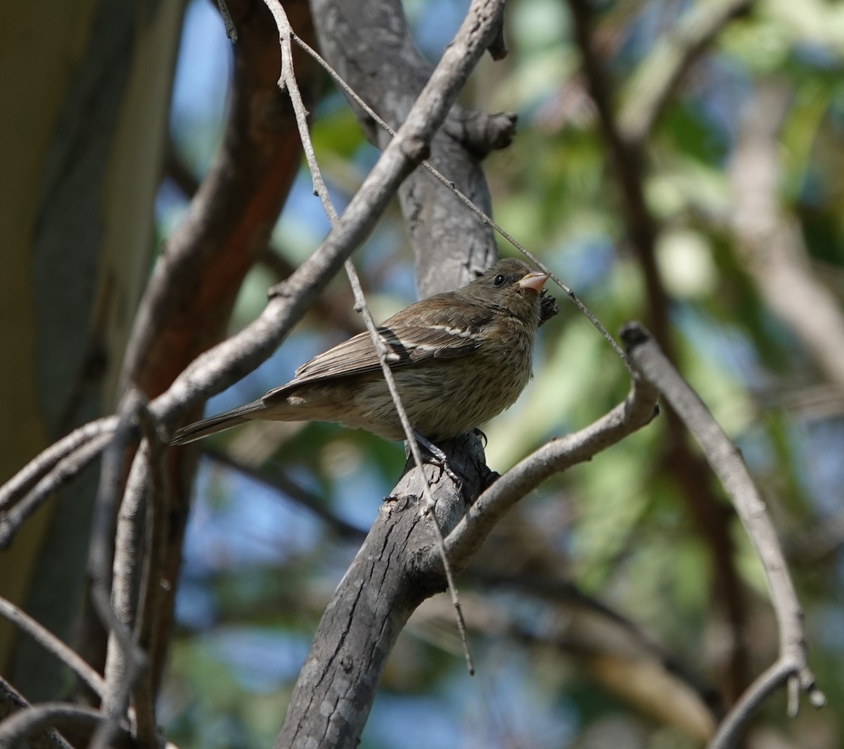 Lazuli Bunting - ML623732033