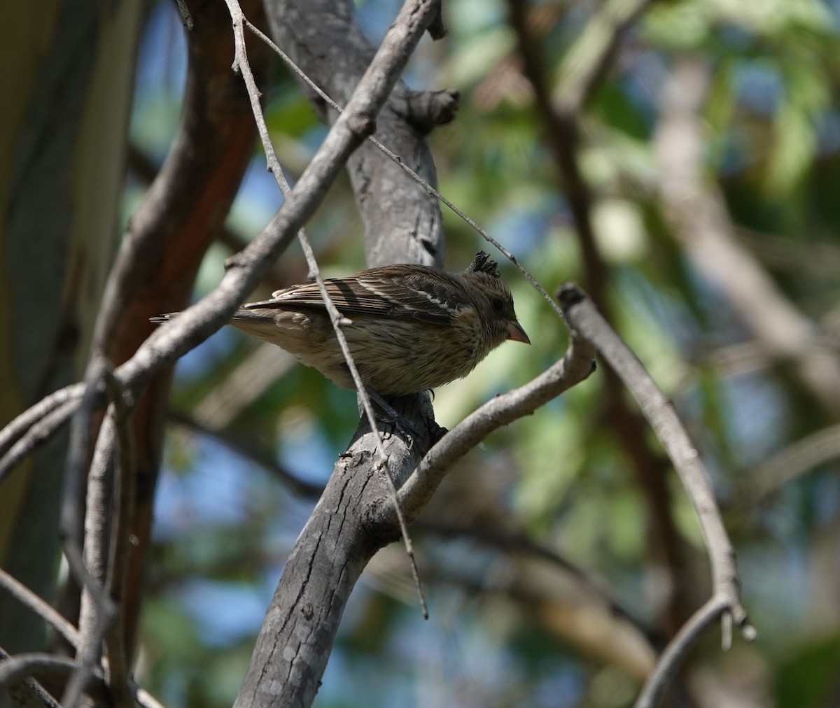 Lazuli Bunting - ML623732034