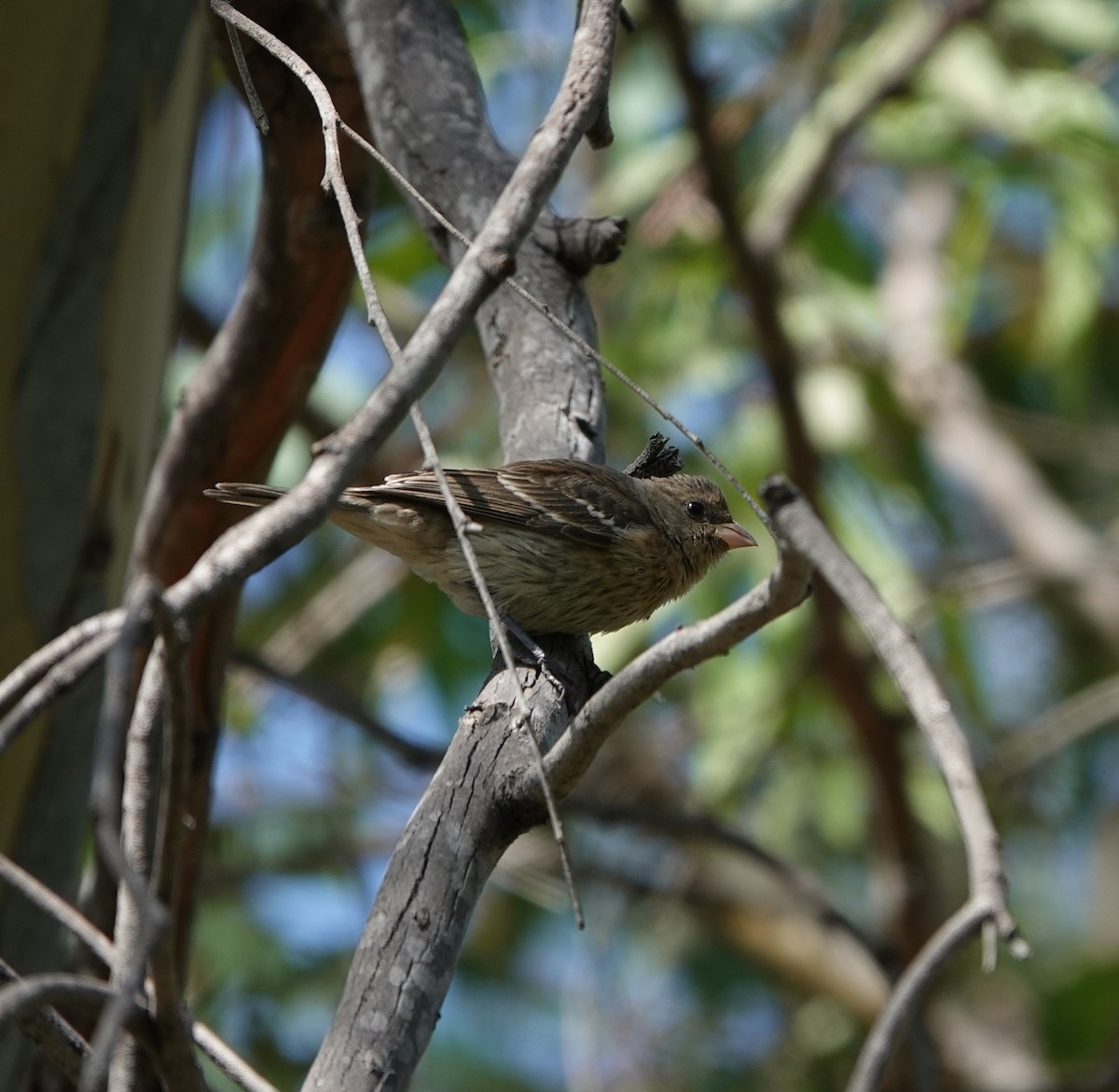 Lazuli Bunting - Sylvia Afable