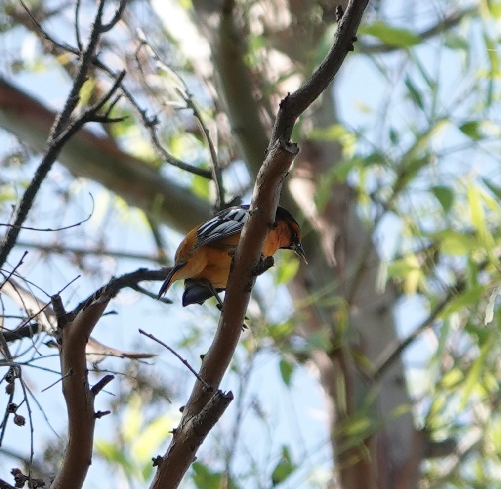 Bullock's Oriole - ML623732041