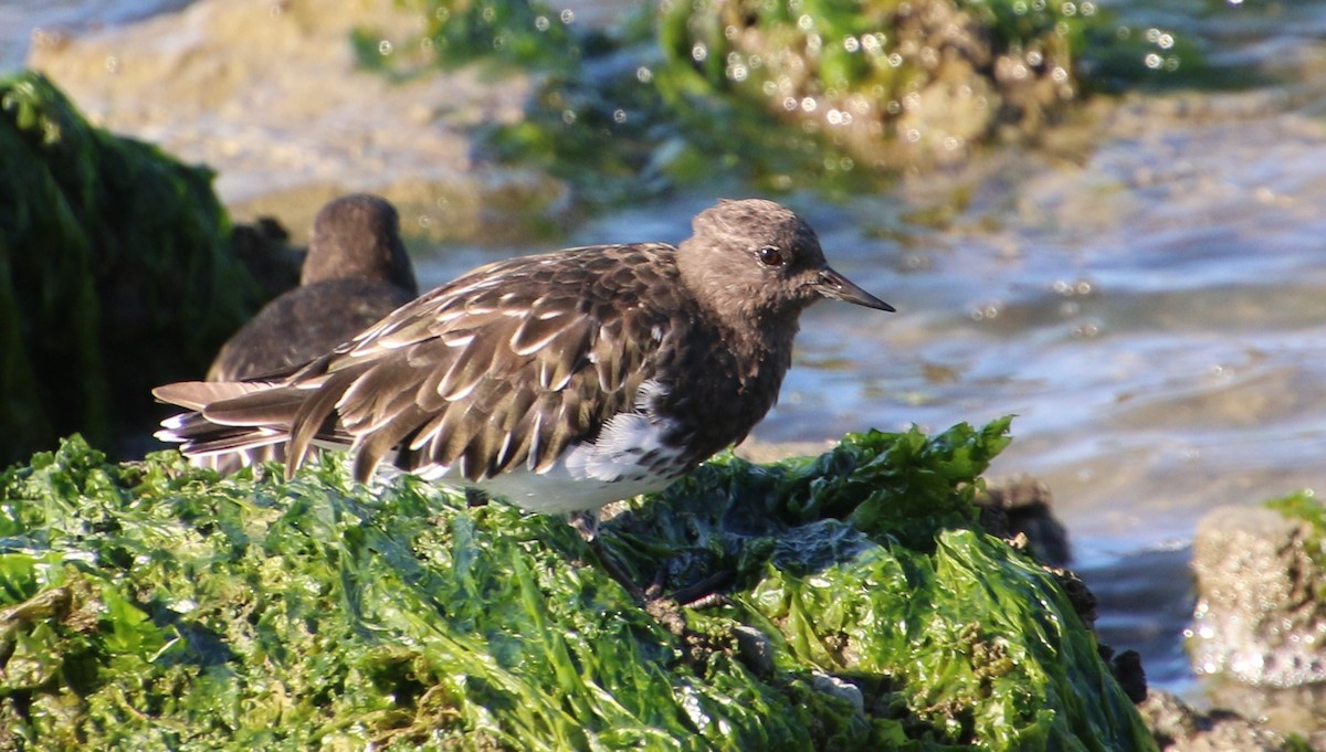 Black Turnstone - Doug Henderson