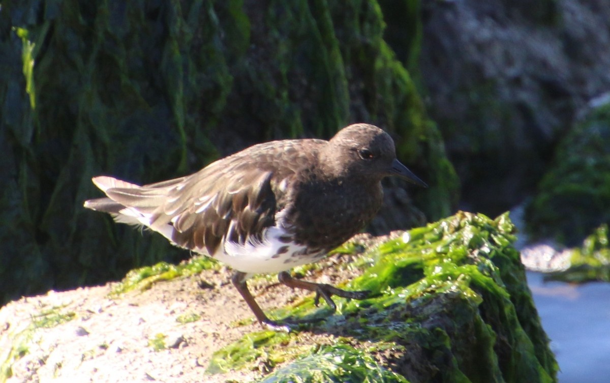 Black Turnstone - Doug Henderson