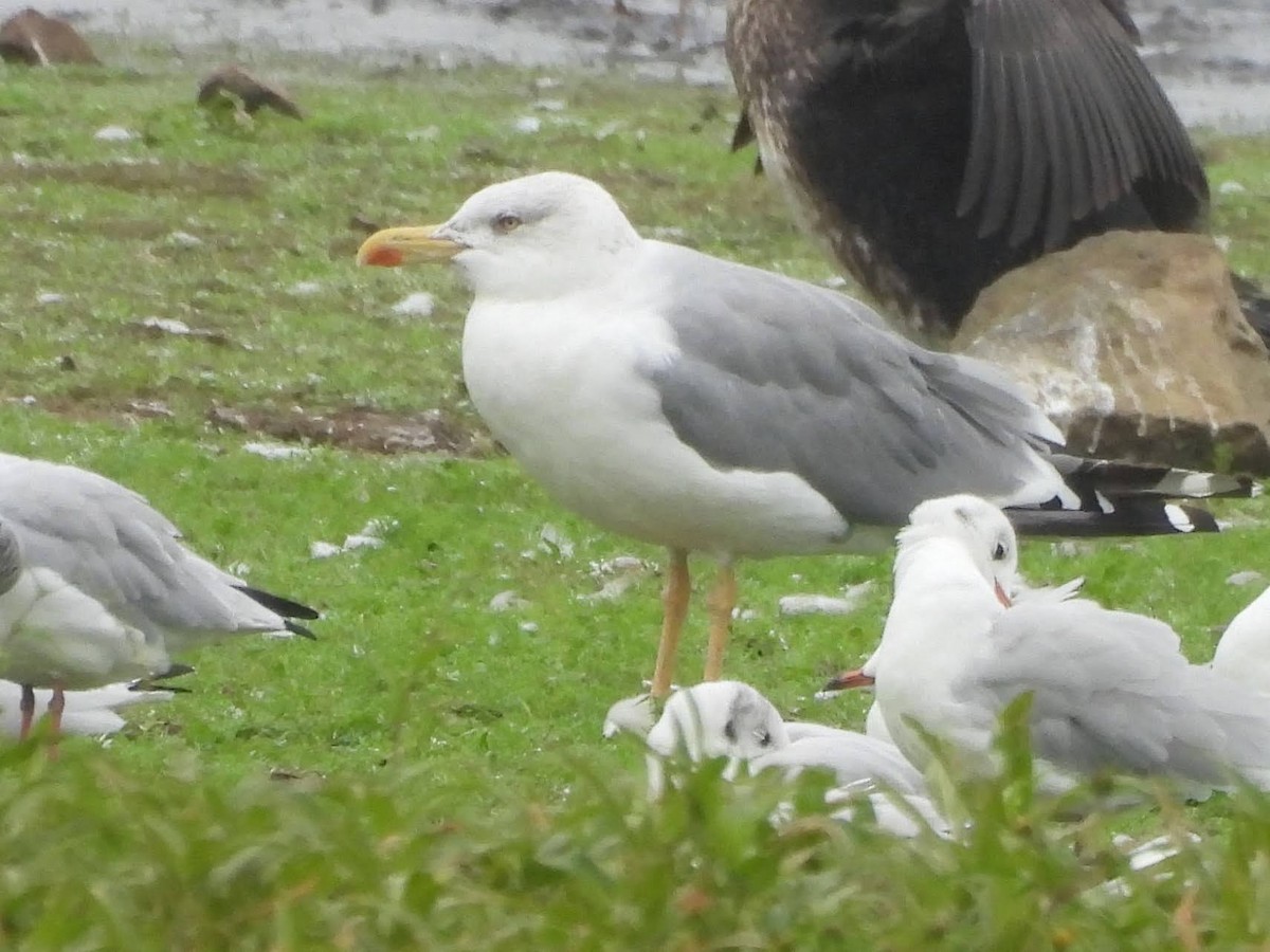 Yellow-legged Gull - Caroline Callaghan