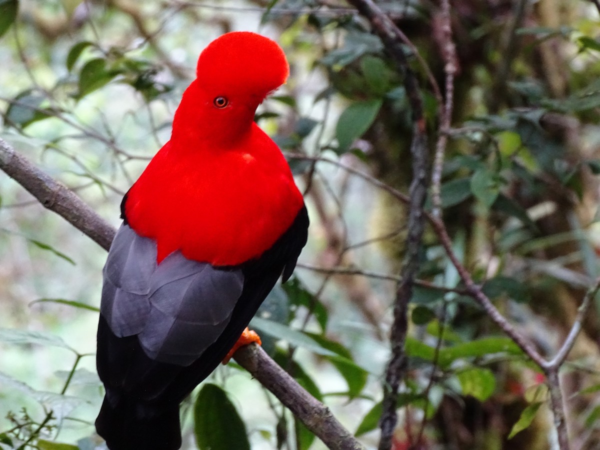 Andean Cock-of-the-rock - ML623732068