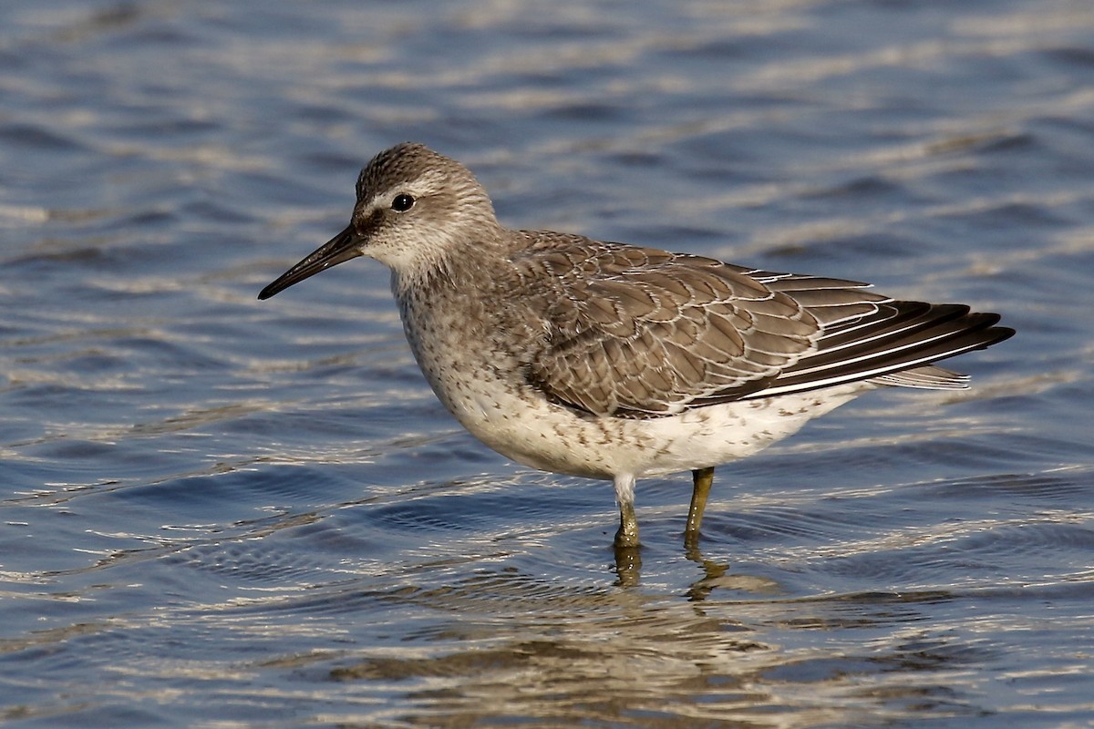 Red Knot - Nancy Villone