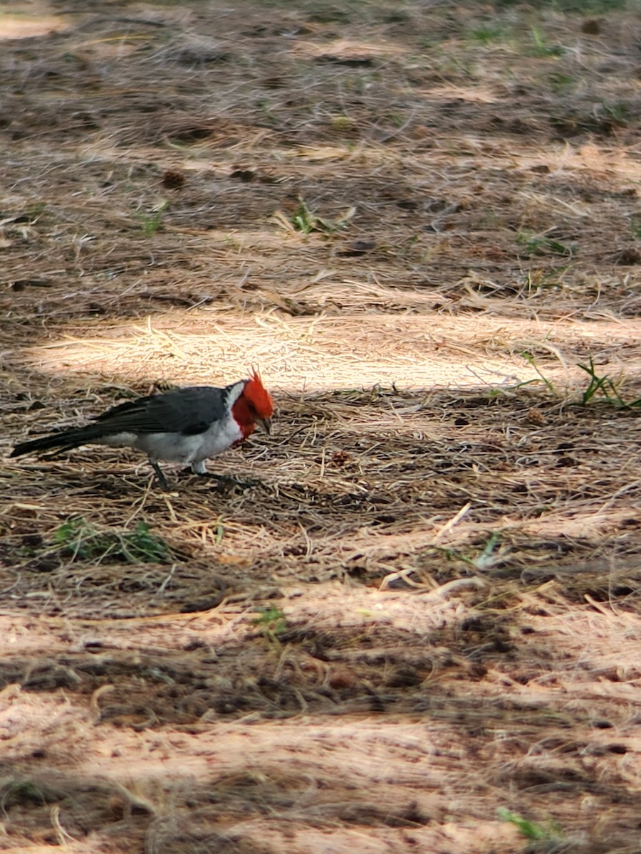 Red-crested Cardinal - ML623732120