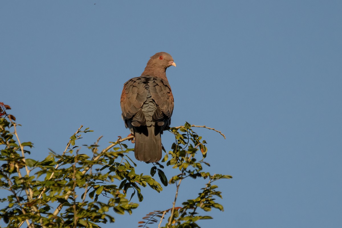 Red-billed Pigeon - ML623732124