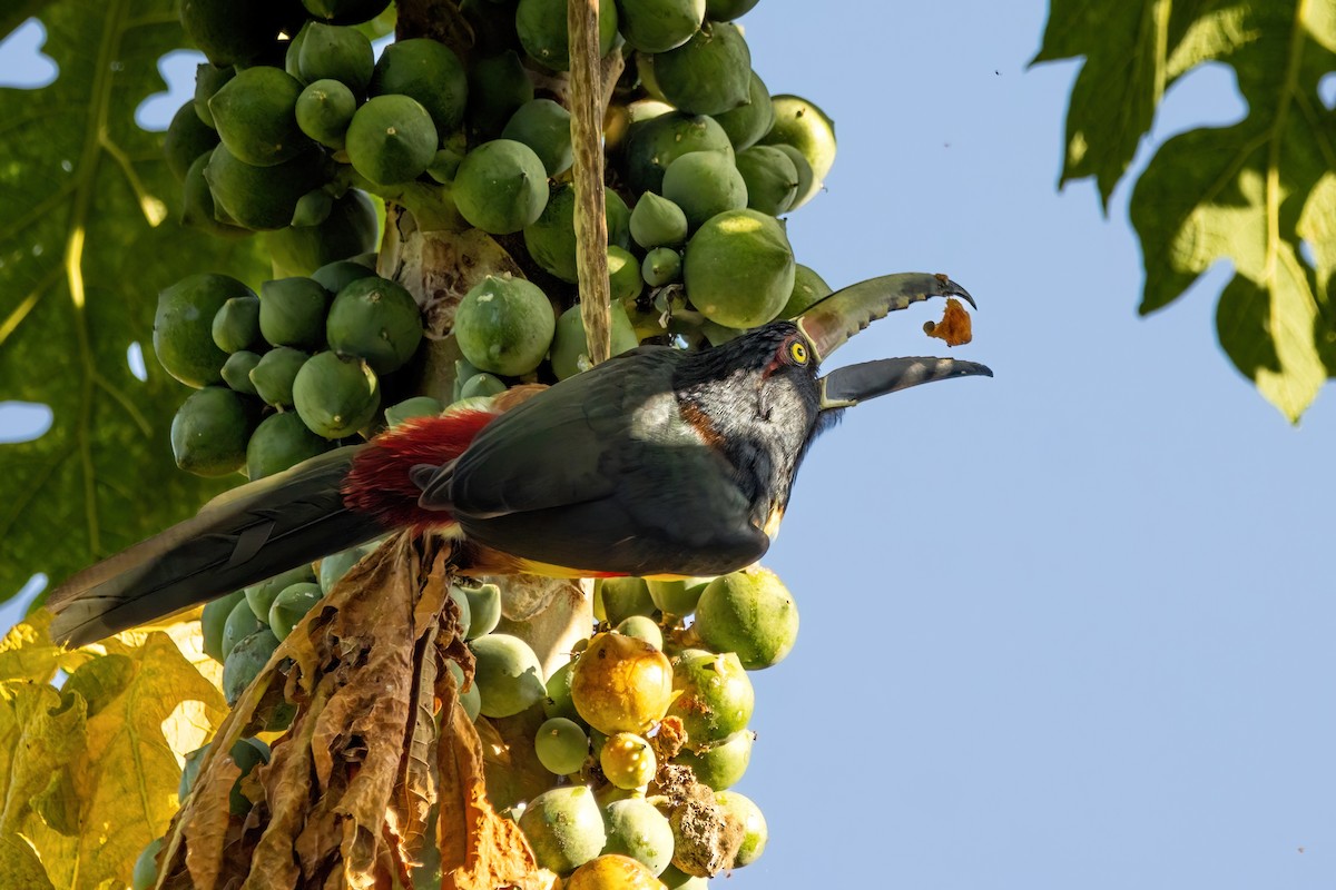 Collared Aracari - ML623732135