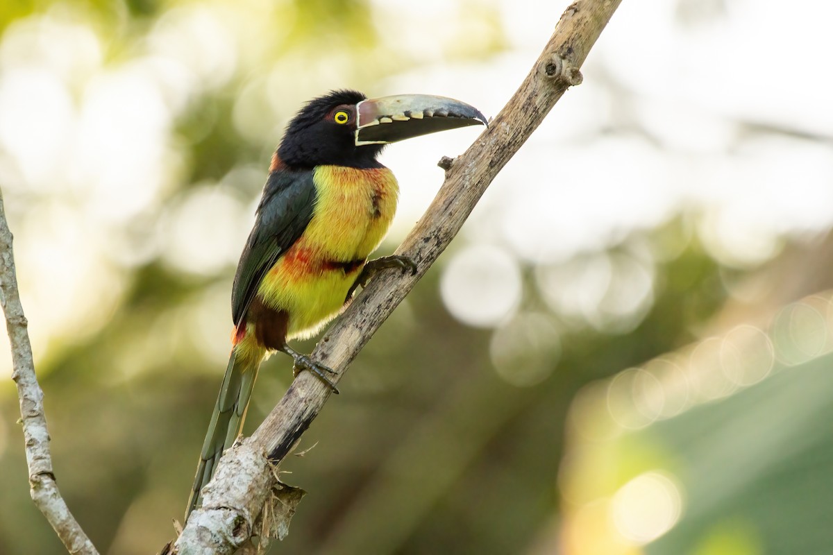 Collared Aracari - ML623732136