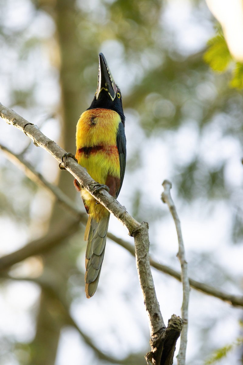Collared Aracari - ML623732138