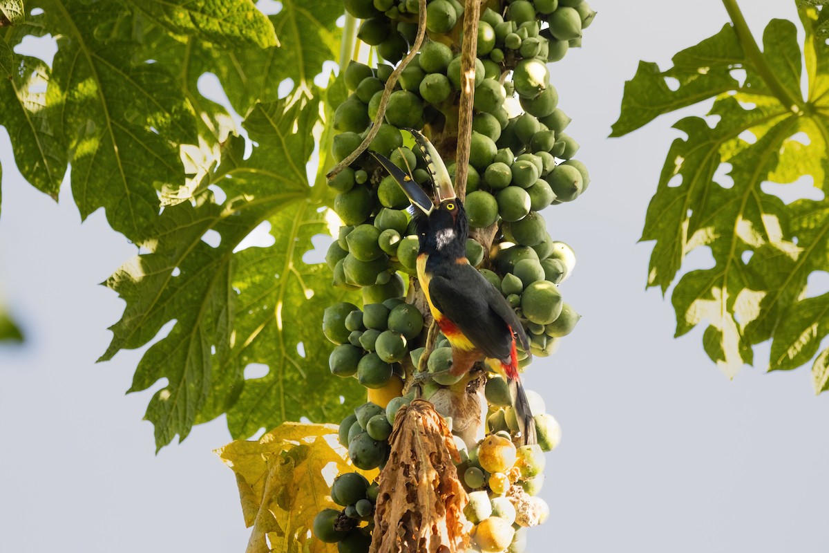 Collared Aracari - ML623732139