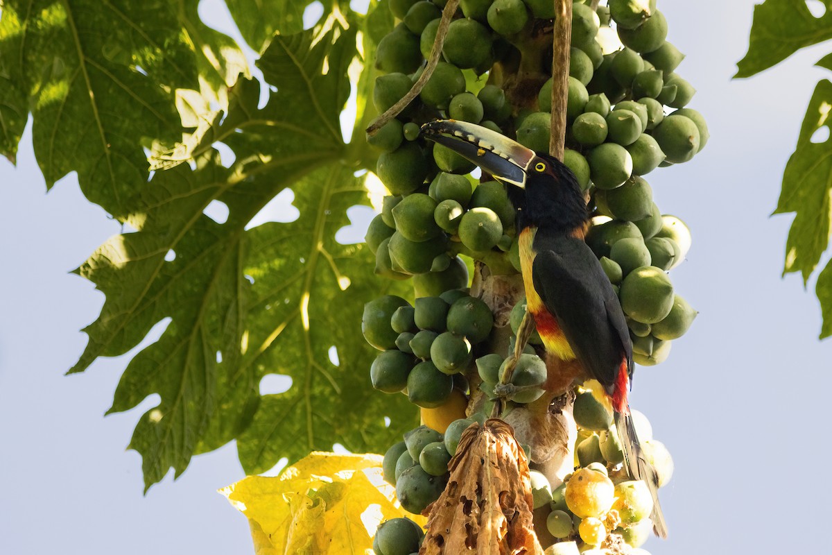 Collared Aracari - ML623732140