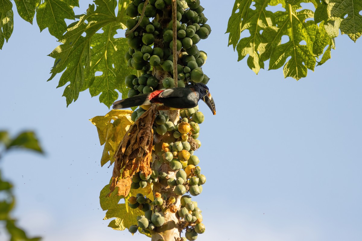 Collared Aracari - ML623732141