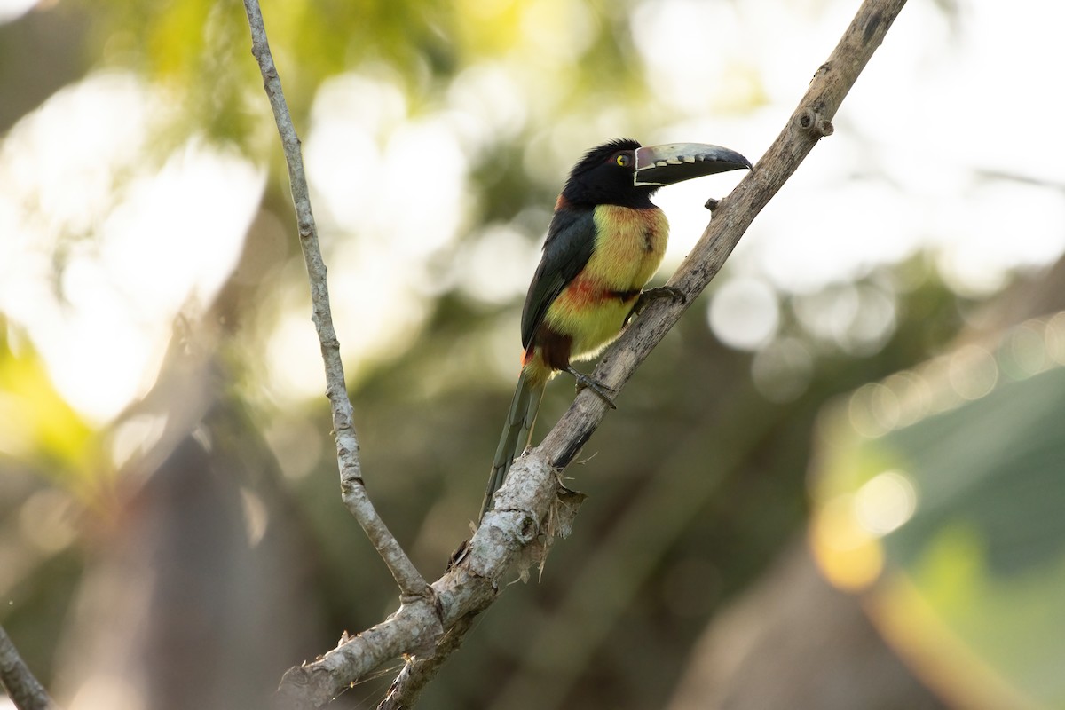 Collared Aracari - ML623732142