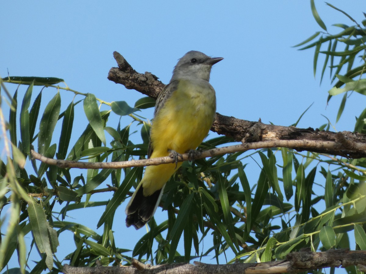 Western Kingbird - ML623732162