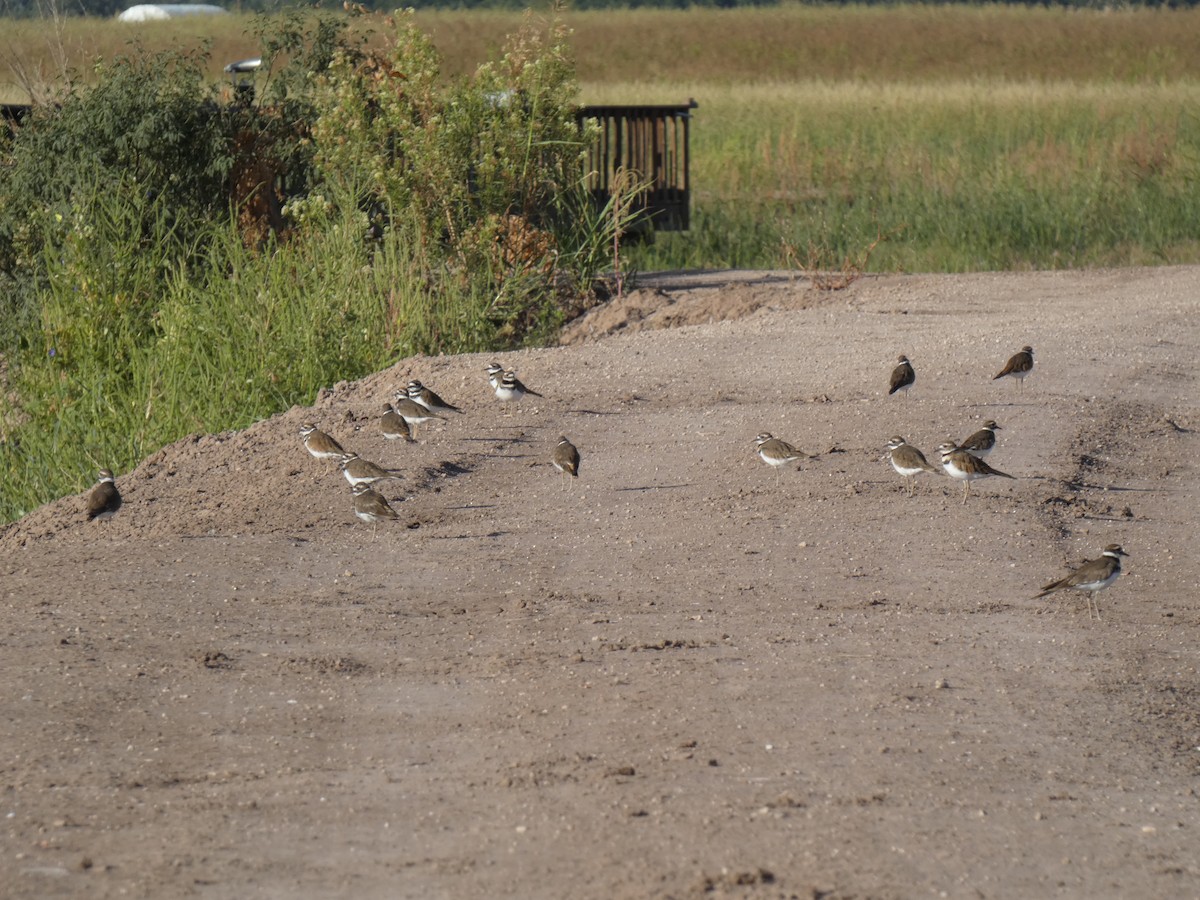 Killdeer - ML623732165