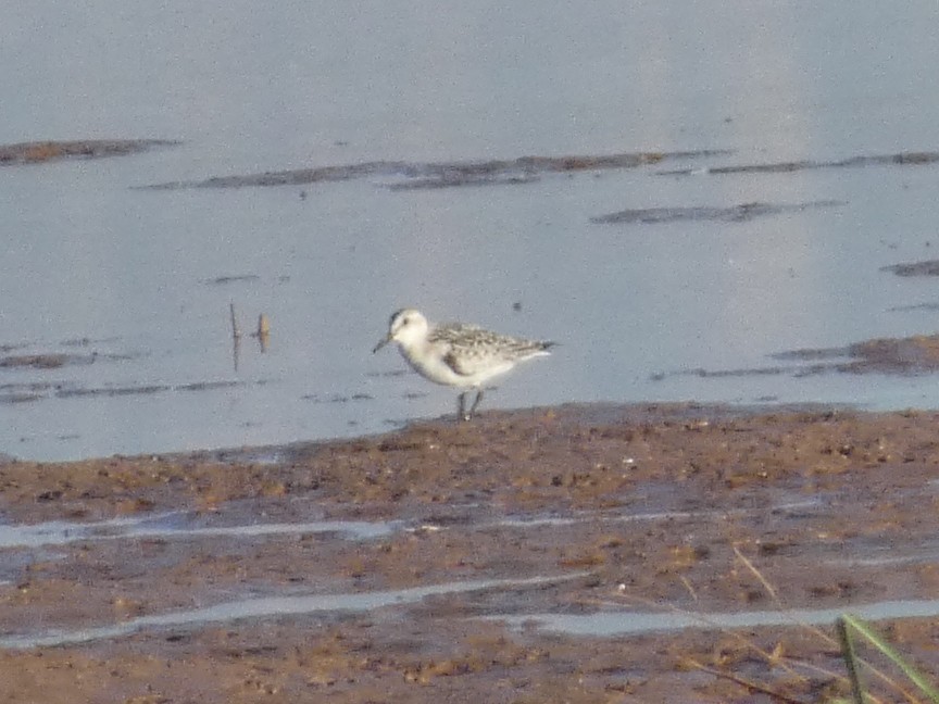 Sanderling - Steven C and Emily B