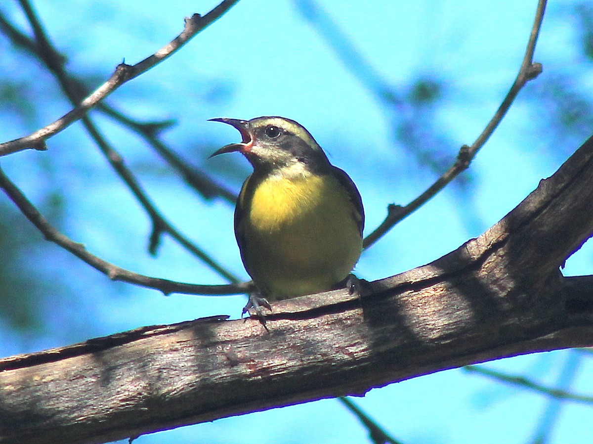 Bananaquit - ML623732196