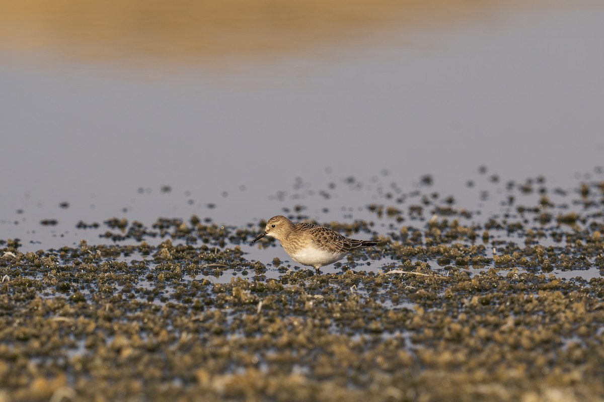 Baird's Sandpiper - ML623732218