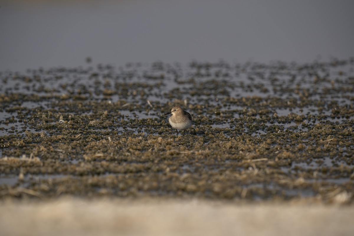 Baird's Sandpiper - ML623732219