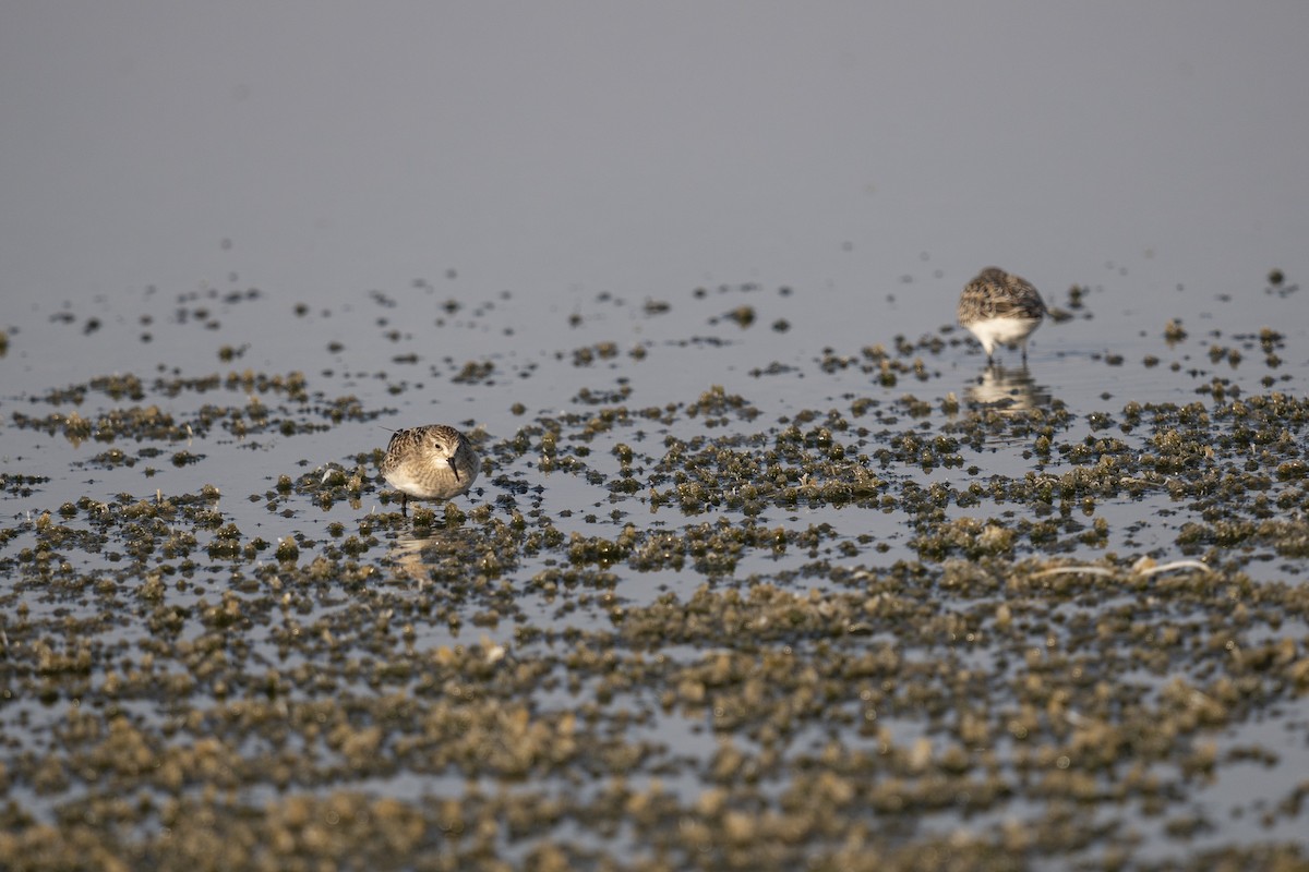 Baird's Sandpiper - ML623732220