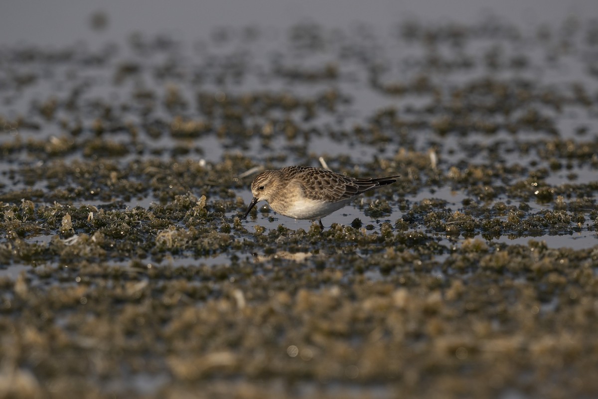 Baird's Sandpiper - ML623732221