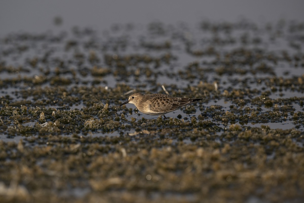 Baird's Sandpiper - ML623732222