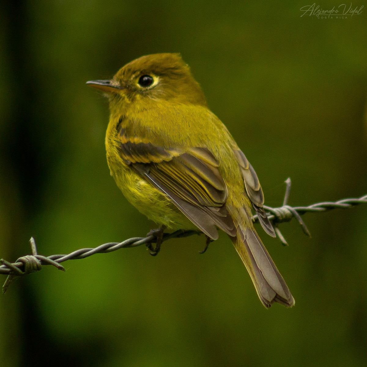 Yellowish Flycatcher - ML623732238