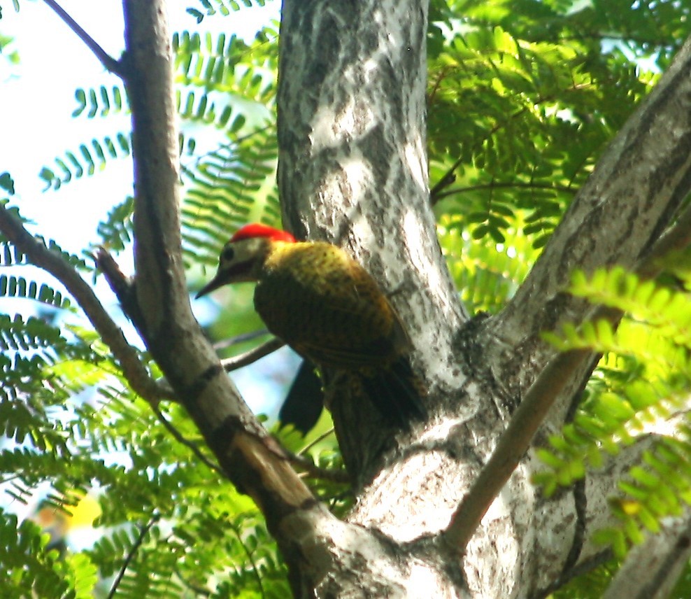 Spot-breasted Woodpecker - ML623732260