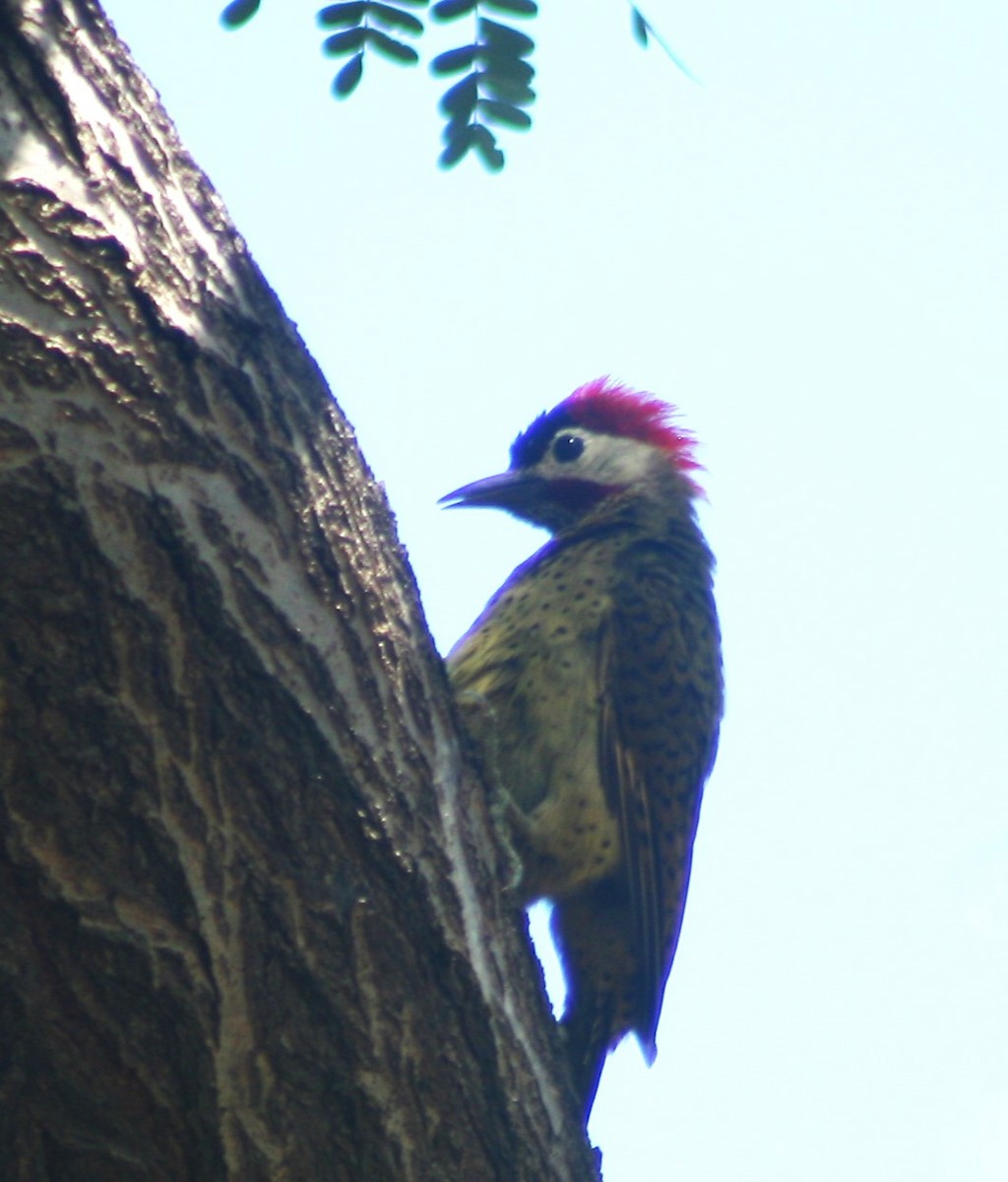 Spot-breasted Woodpecker - David A Nava P