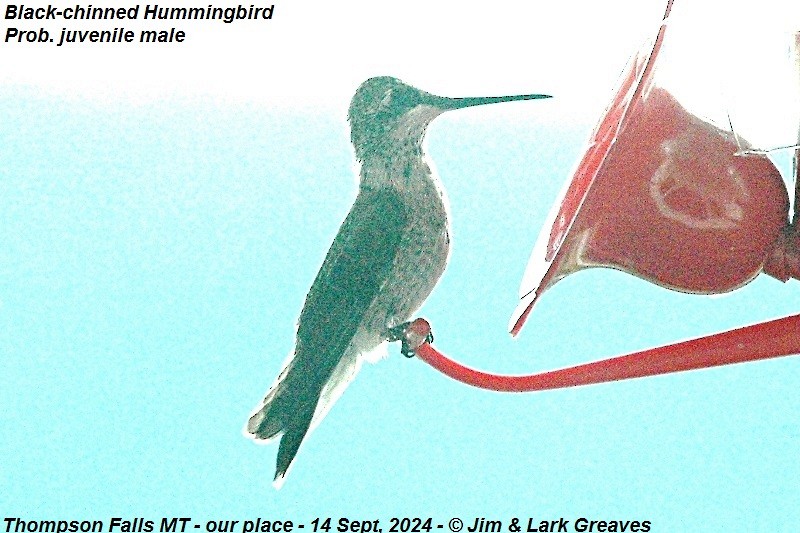 Black-chinned Hummingbird - ML623732263