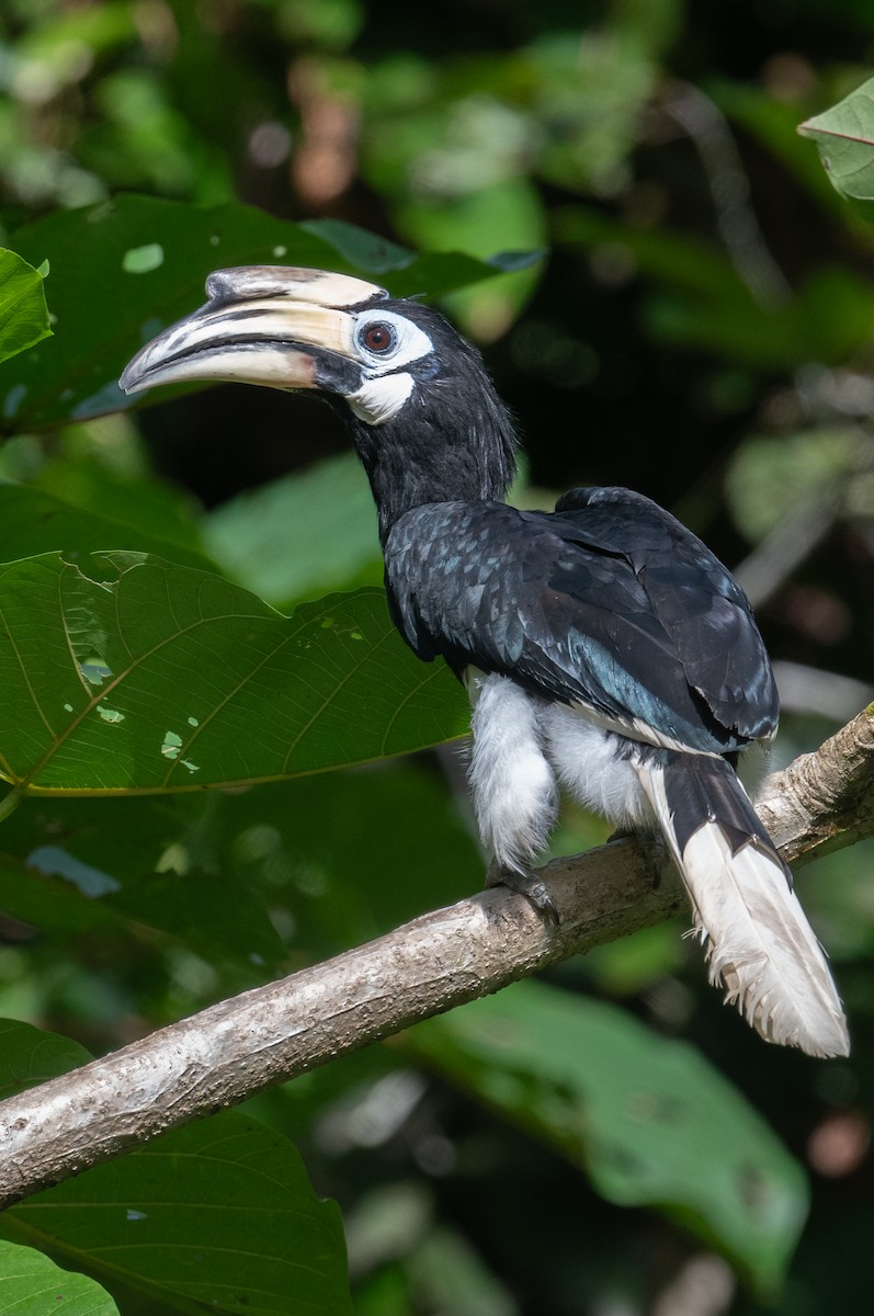 Oriental Pied-Hornbill - Daniel Field