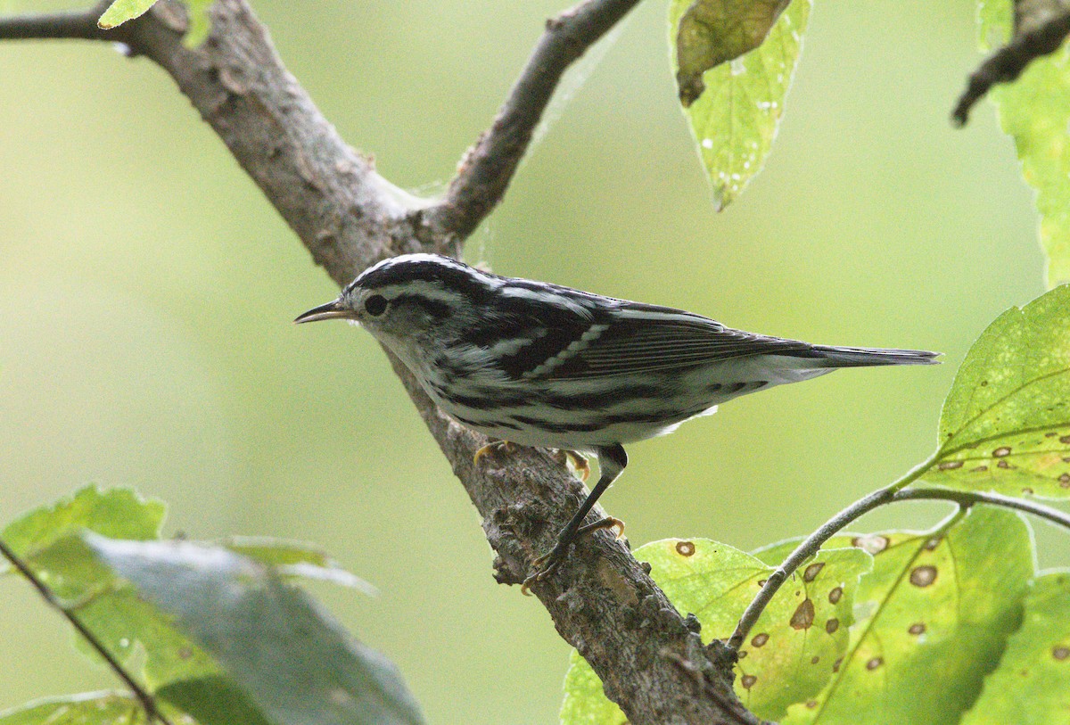 Black-and-white Warbler - ML623732272